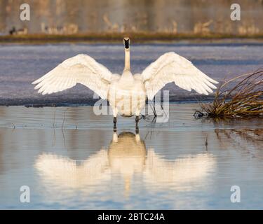 Trumpeter Swan Stretching it's Wings Stock Photo