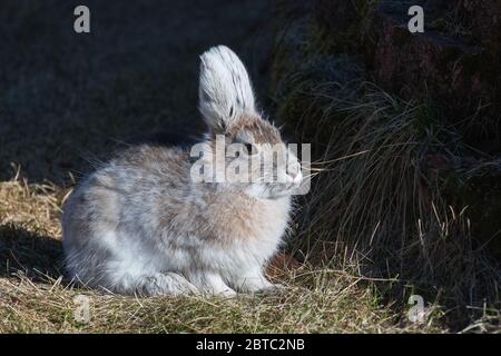 Early Spring Snowshoe Hare in Alaska Stock Photo