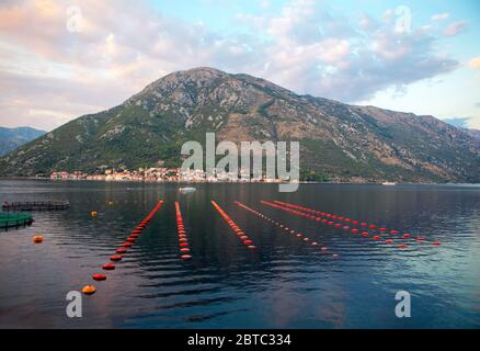 pearl rows in the bay ,production and cultivation of mollusks Stock Photo