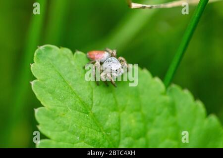 Paradise Jumping Spider on Leaf Stock Photo