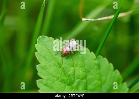 Paradise Jumping Spider on Leaf Stock Photo