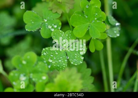 Rain on Wood Sorrel Leaves in Springtime Stock Photo