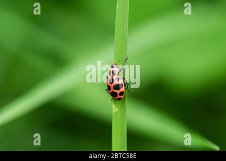 Spotted Pink Lady Beetle on Leaf Stock Photo