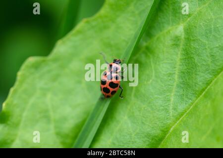 Spotted Pink Lady Beetle on Leaf Stock Photo