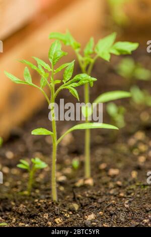 Black heirloom tomato seedlings growing in a greenhouse.  The plants will need to be thinned once they are larger to be at least 2' apart.  Growing in Stock Photo