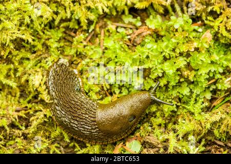 The black slug also known as black arion, European black slug, or large black slug (Arion ater), is a species of large land slug, a terrestrial slug i Stock Photo