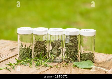 Jars of freshly dried herbs (french thyme, rosemary, sage, oregano, french tarragon), along with fresh Tuscan Blue rosemary, French Thyme and sage) on Stock Photo