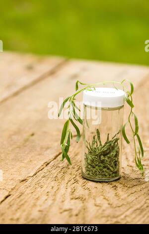 Jar of freshly dried and fresh tarragon on a picnic table in Issaquah, Washington, USA Stock Photo