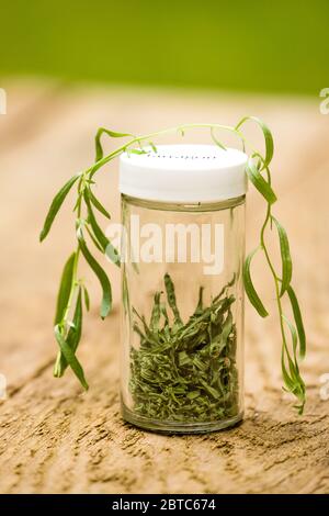 Jar of freshly dried and fresh tarragon on a picnic table in Issaquah, Washington, USA Stock Photo