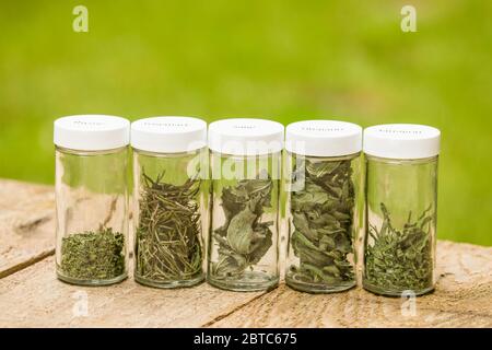 Jars of freshly dried herbs (french thyme, rosemary, sage, oregano, french tarragon) on a picnic table in Issaquah,  Washington, USA Stock Photo