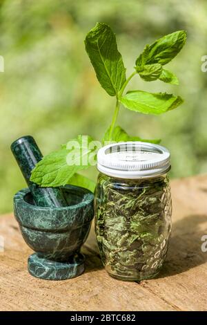 Jar of freshly dried and fresh Mojito Mint, along with a mortar and pestle, on a picnic table in Issaquah, Washington, USA. It is the ideal mint to fl Stock Photo