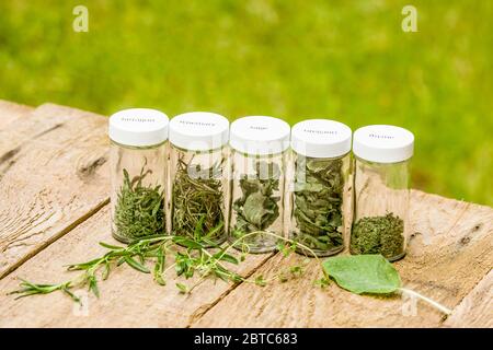 Jars of freshly dried herbs (french thyme, rosemary, sage, oregano, french tarragon), along with fresh Tuscan Blue rosemary, French Thyme and sage) on Stock Photo