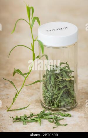 Jar of fresh and newly dried tarragon Stock Photo