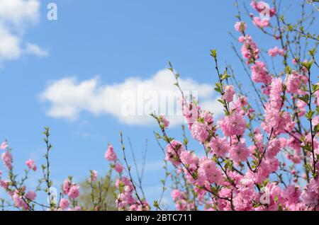 Branches of a blossoming sakura against the blue sky with clouds. Space for text. Selective focus. Stock Photo