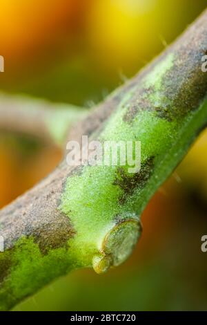 Gold Nugget Cherry Tomato plant with late blight (Phytophthora infestans) disease in Issaquah, Washington, USA.  Lesions on leaves and stalks appear a Stock Photo