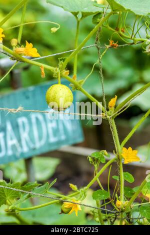 Heirloom Lemon cucumber (Cucumis sativus) growing in Issaquah, Washington, USA.  Baseball sized cucumber variety producing bright lemon yellow colored Stock Photo