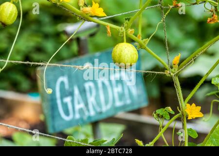 Heirloom Lemon cucumber (Cucumis sativus) growing in Issaquah, Washington, USA.  Baseball sized cucumber variety producing bright lemon yellow colored Stock Photo