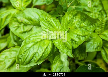 Genovese basil plants growing in western Washington USA