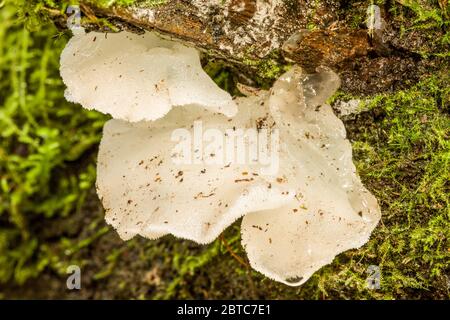 White Jelly (Pseudohydnum gelatinosum) mushroom is an edible mushroom that has a translucent white, sometimes shaded gray, gelatinous cap that is foun Stock Photo