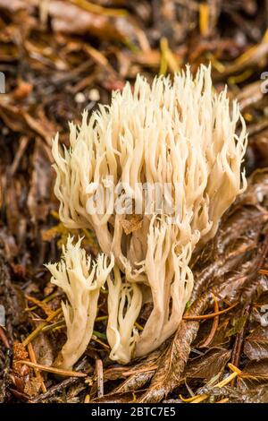 Crested Coral (Clavulina cristata) fungi is an edible coral fungi found in Autumn in conifer woods in the Pacific Northwest.  It is considered excelle Stock Photo