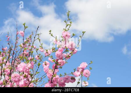 Branches of a blossoming sakura against the blue sky with clouds. Space for text. Selective focus. Stock Photo