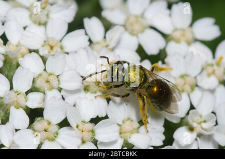 Sweat Bee, Augochlorella sp., foraging on yarrow, Achillea millefolium Stock Photo