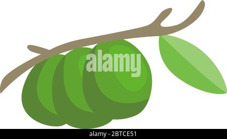 Green avocado on tree, illustration, vector on white background Stock Vector