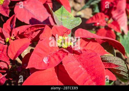 Red Magenta Poinsettia Plant and Water Drop with Natural Light in Garden on Zoom View Stock Photo