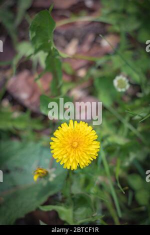 Selective focus closeup view of dandelion Stock Photo