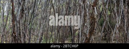 Dense teatree scrub panorama, Stewart Island, New Zealand, February 2020 Stock Photo