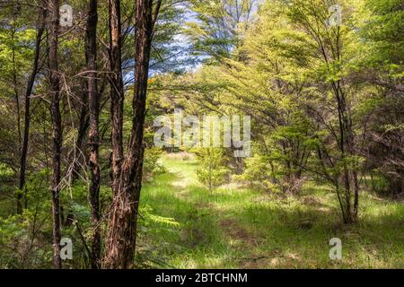 Teatree forest of manuka and kanuka, New Zealand, October 2019 Stock Photo