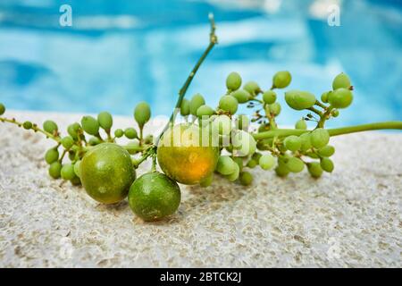 Fresh green unripe grapes and tangerines on a white stone and a background of blue water. Stock Photo