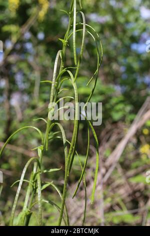 Arabis turrita, Tower Rock-Cress. Wild plant shot in the spring. Stock Photo