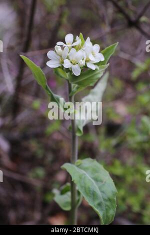 Arabis turrita, Tower Rock-Cress. Wild plant shot in the spring. Stock Photo