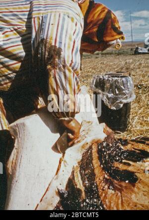 Eskimo woman cutting blubber at spring seal hunting camps 1973 Stock Photo