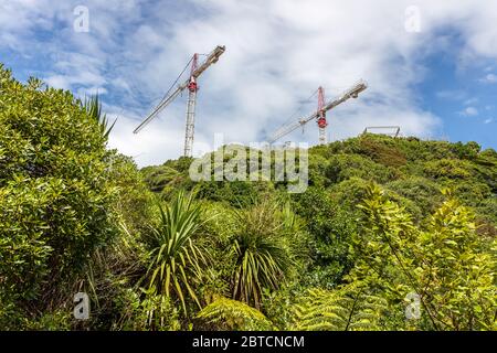 Two cranes contrast against New Zealand bush, New Zealand, February 2020 Stock Photo