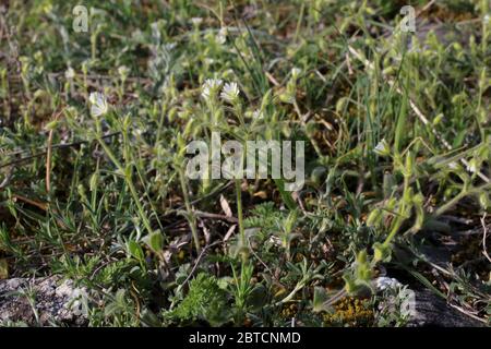 Cerastium brachypetalum subsp. roeseri, Grey Mouse-Ear. Wild plant shot in the spring. Stock Photo