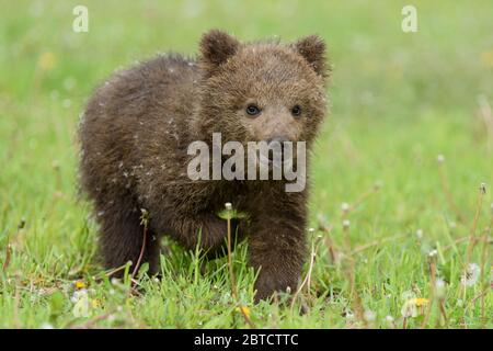 Bear cub in spring grass. Dangerous small animal in nature meadow habitat. Wildlife scene Stock Photo