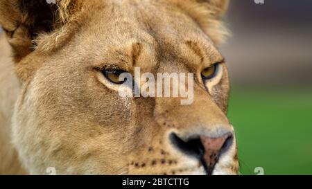 Close up lion eye. Animal wild predators in natural environment. Wildlife scene from nature Stock Photo