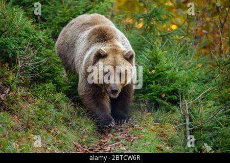 Close up Big brown bear in the forest. Dangerous animal in natural habitat. Wildlife scene