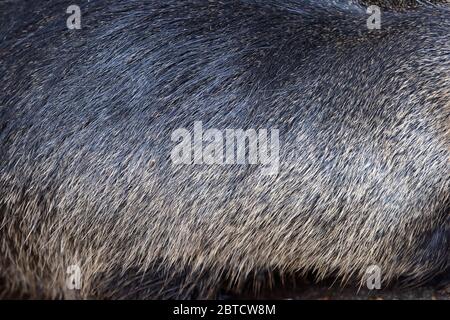 Muskrat pattern design. Real fur Skin texture. Animal print pattern tile background Stock Photo