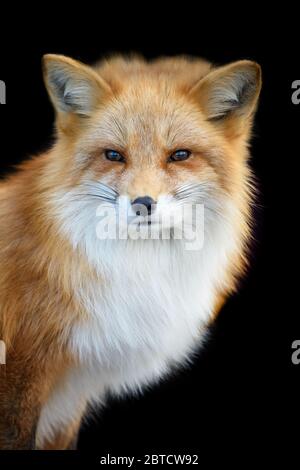 Portrait Red Fox, Vulpes vulpes, beautiful animal on black background. Wildlife nature Stock Photo