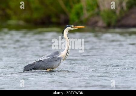 Grey Heron, Ardea cinerea, in the water. Bird in the nature habitat, walking in the water Stock Photo