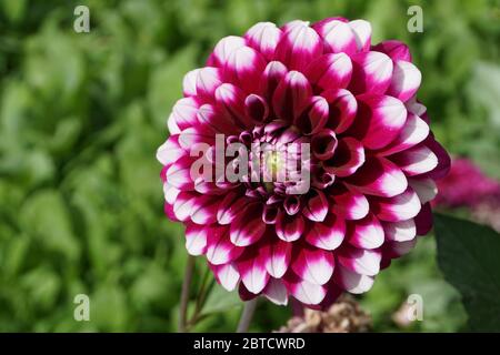 White and Purple Dahlia flower autumn queen blossom. It is a genus of flowering plants in the sunflower family (Asteraceae) Stock Photo