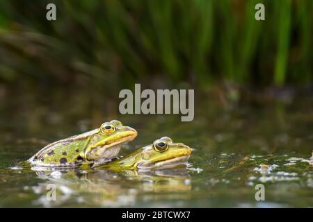 Common frogs pairing in a pond. Couple of animals are sitting in the river in spring period