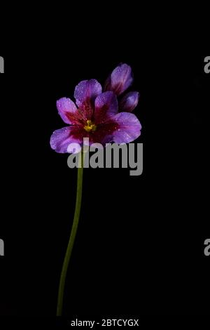 Purple Crocus flower isolated on a black background Stock Photo