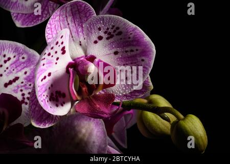 Orchid flowers isolated on a black background Stock Photo