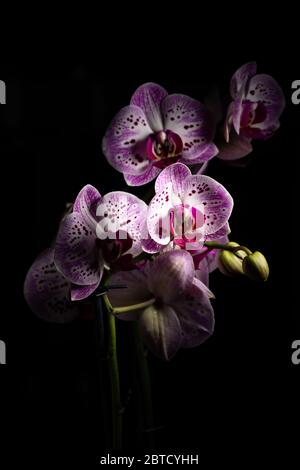 Orchid flowers isolated on a black background Stock Photo