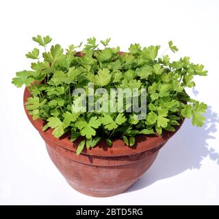 Petersilie, Petroselinum; Crispum, ist eine wichtige Heil- und Medizinalpflanze. Das Kuechenkraut wird auch in der Frankfurter Gruene Sosse verwendet. Stock Photo