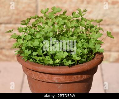 Petersilie, Petroselinum; Crispum, ist eine wichtige Heil- und Medizinalpflanze. Das Kuechenkraut wird auch in der Frankfurter Gruene Sosse verwendet. Stock Photo